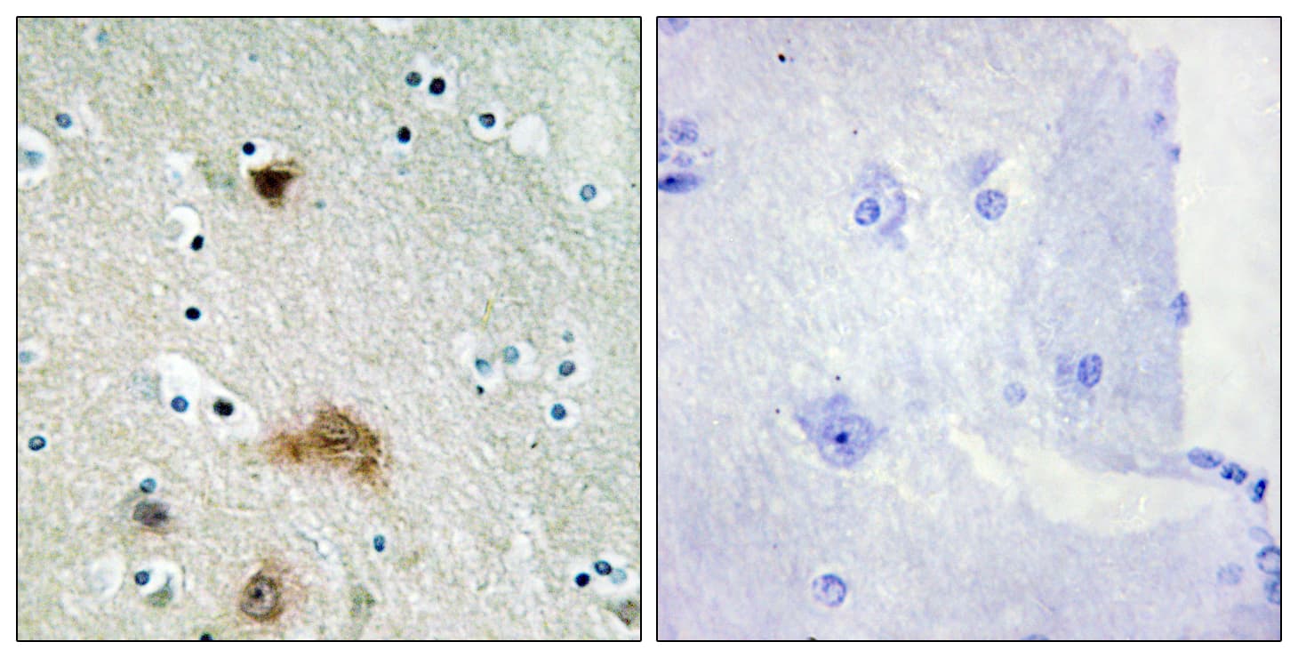 LASS4 Antibody (aa41-90)