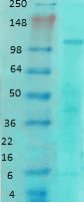 GRIN1 / NMDAR1 Antibody (clone S308-48)