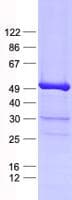 Human LDB2 Protein (Recombinant His, N-Terminal)