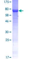 Human SELO Protein (Recombinant GST)