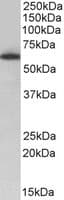 NELFCD / TH1L / TH1 Antibody (aa364-373)