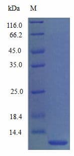 Mouse CCL3 / MIP-1-Alpha Protein (Recombinant)