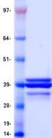 Human APOE / Apolipoprotein E (Recombinant Myc-DDK (Flag))