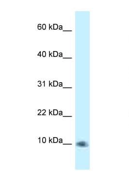 PSMG3 Antibody (aa66-115)