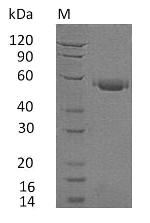 Human CD40 Protein (Recombinant Fc, C-terminus)