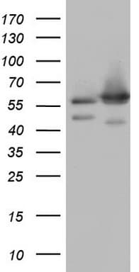 NAE1 / APPBP1 Antibody (aa1-274, clone OTI1E10)