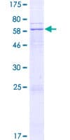Human B4GALT4 Protein (Recombinant GST)
