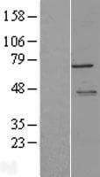 MTDH / Metadherin Protein (Over-Expression Lysate Myc-DDK (Flag))
