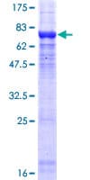 Human PPP2R2C Protein (Recombinant GST)