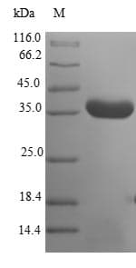 Escherichia coli ghrA Protein (Recombinant)