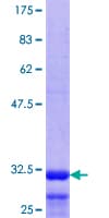 Human HTR1E / 5-HT1E Receptor Protein (Recombinant GST, N-terminus)