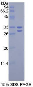 Mouse APOA1 / Apolipoprotein A 1 (Recombinant His-T7)
