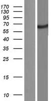 KIAA0652 / ATG13 Protein (Over-Expression Lysate Myc-DDK (Flag))