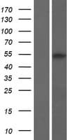 Human PRAMEF20 Protein (Over-Expression Lysate Myc-DDK (Flag))
