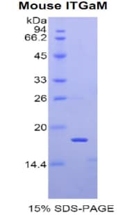 Mouse ITGAM / CD11b Protein (Recombinant His)