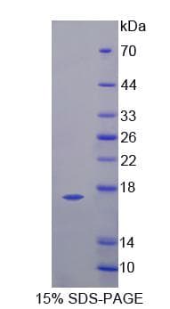 Dog VEGFB Protein (Recombinant His-S)