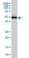PBX2 Antibody (clone 2E9)
