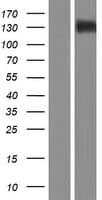 Human ITGAX / CD11c Protein (Over-Expression Lysate Myc-DDK (Flag))
