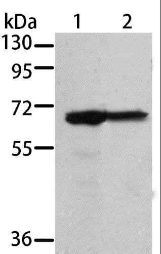 MSN / Moesin Antibody