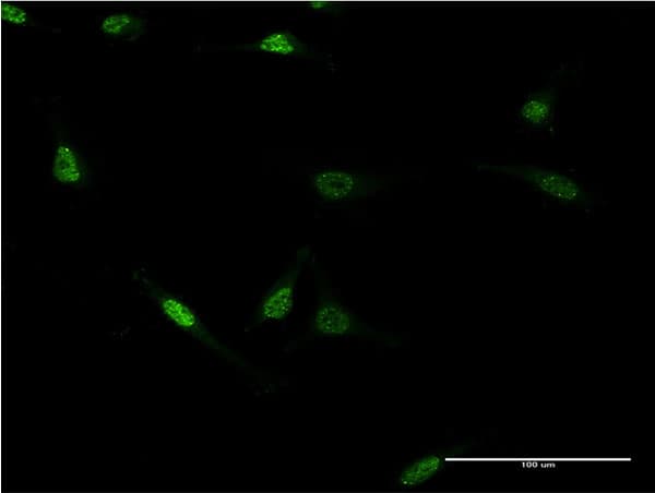 ZNF76 Antibody (clone 3D4)
