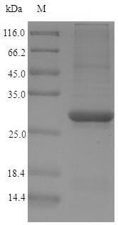 Carica papaya Papain Protein (Recombinant 6His, N-terminus)