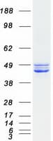 Human CKMT2 Protein (Recombinant Myc-DDK (Flag))