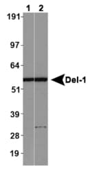 EDIL3 / DEL1 Antibody (Internal)