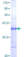 Human CD101 Protein (Recombinant GST, N-terminus)