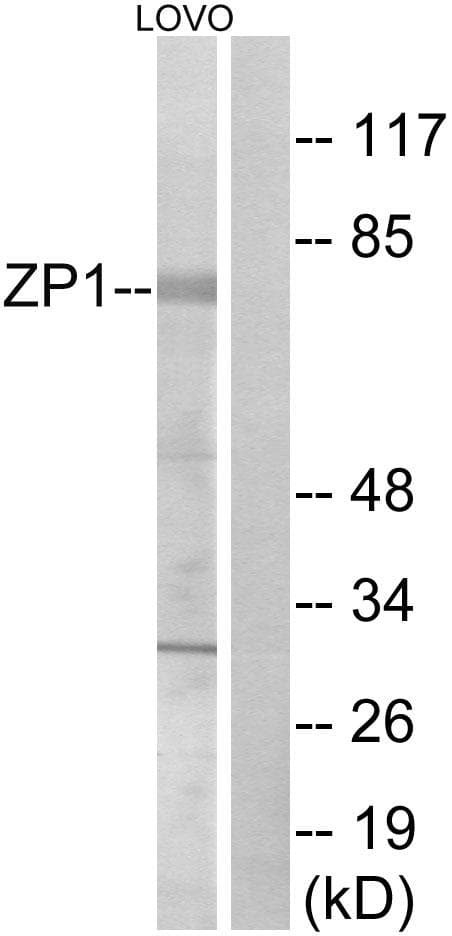 ZP1 Antibody