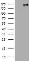 EGFR Antibody (aa900-1210, clone OTI4G3)