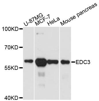 EDC3 Antibody