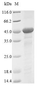 Mouse GNAQ Protein (Recombinant 10His, N-terminus + Myc, C-terminus)