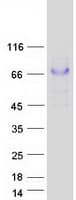 Human GRN / Granulin Protein (Recombinant Myc-DDK (Flag))