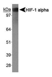 HIF1A / HIF1 Alpha Antibody (Exon 9)