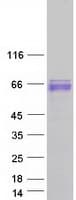 Human GRHL3 Protein (Recombinant Myc-DDK (Flag))