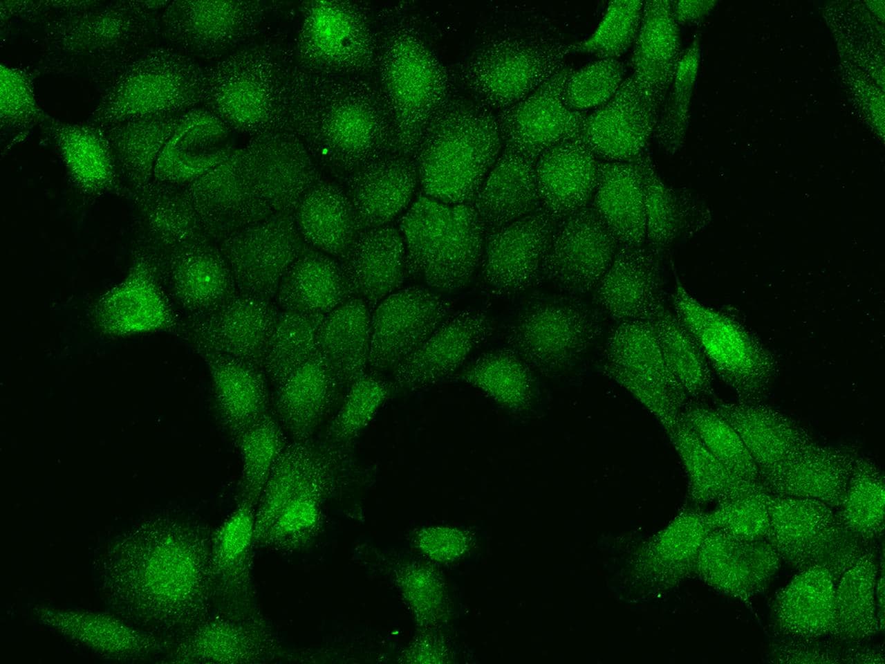 HINT3 Antibody