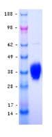Human LOX / Lysyl Oxidase Protein (Recombinant DDK (Flag)-His, C-terminus)