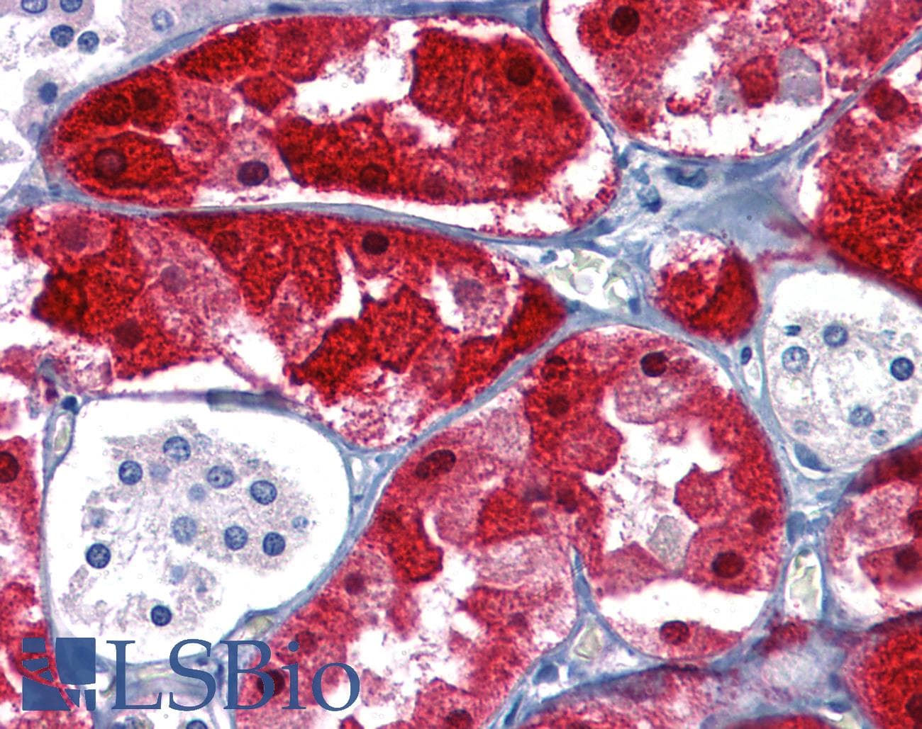 IHC-plus™ Monoclonal Mouse anti-Human BHMT Antibody (clone 8C11H5, IHC, WB)