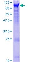Human NPAS2 Protein (Recombinant GST)