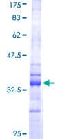 Human HES1 / HES-1 Protein (Recombinant GST, N-terminus)