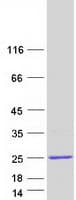 Human HMGIY / HMGA1 Protein (Recombinant Myc-DDK (Flag))