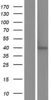 CD95 / FAS Protein (Over-Expression Lysate Myc-DDK (Flag))