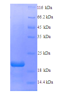 Cynomolgus monkey EPO / Erythropoietin Protein (Recombinant 6His, N-terminus)