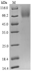 Human CD48 Protein (Recombinant Fc, N-terminus)