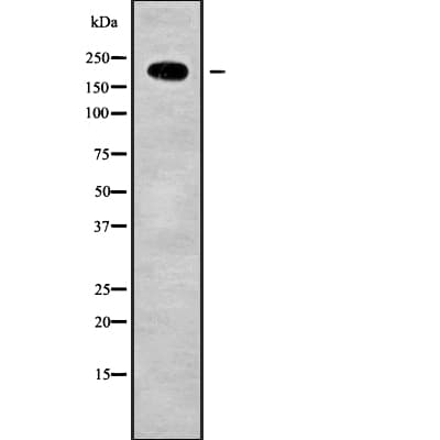 LRP4 Antibody