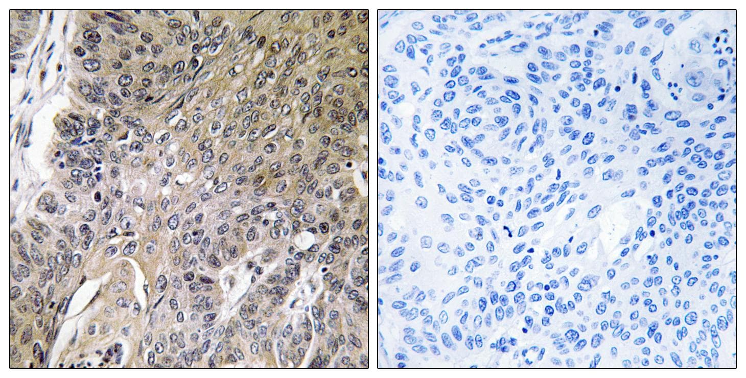 ARSG / Arylsulfatase G Antibody