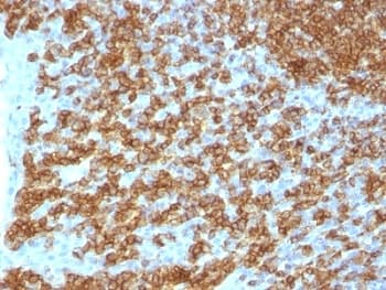 CD45RA Antibody (clone PTPRC/1148, Ready-to-Use)