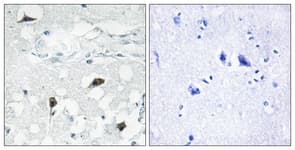 CASP3 / Caspase 3 Antibody (aa157-206)