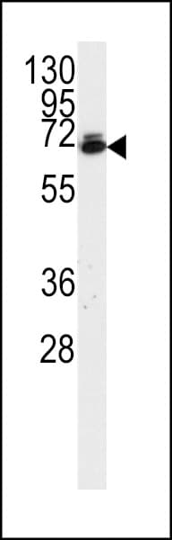Ubiquilin 2 / UBQLN2 Antibody (aa20-50)