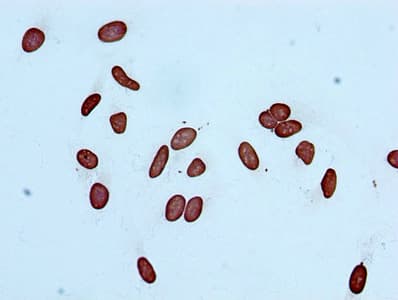HIST1H3A Antibody